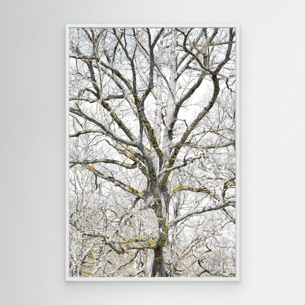 mockup-storefront.jpg EL druida