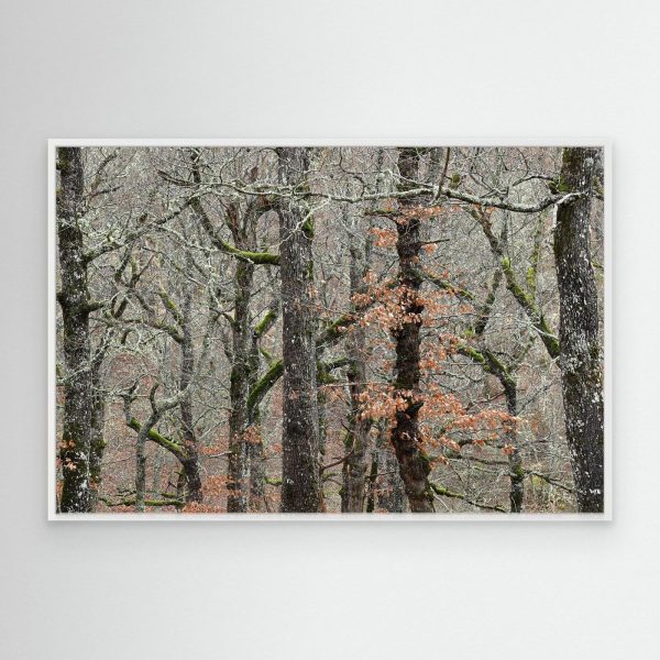 mockup-storefront.jpg El color del invierno