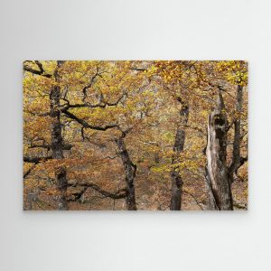 Ventana de otoño