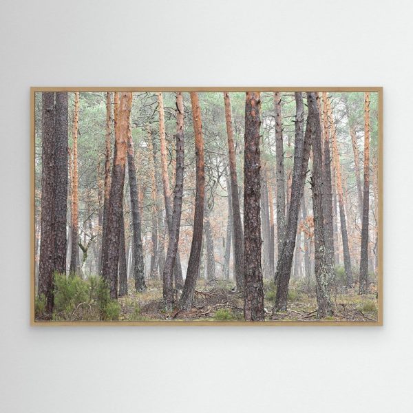 mockup-storefront.jpg Niebla en el bosque