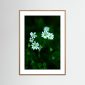 Florecer