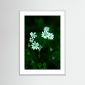 Florecer
