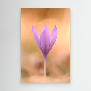 Flor de otoño